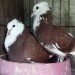 pigeon